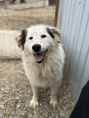 Adopter Plume