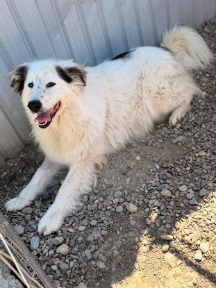 Adoption Plume