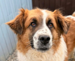 Adopter  chien : Athena