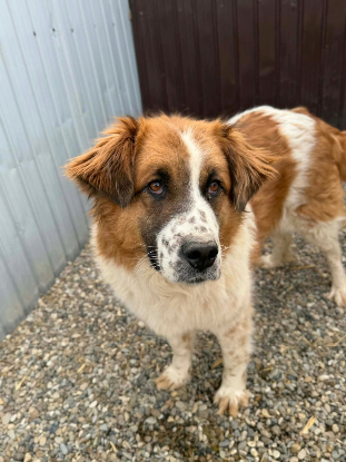Adopter Athena