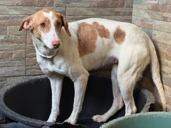 Adopter Petunia