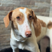 Adopter  chien : Petunia