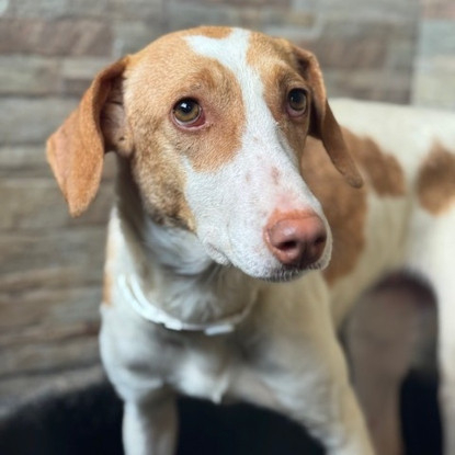 Adopter Petunia
