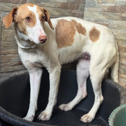 Adoption Petunia