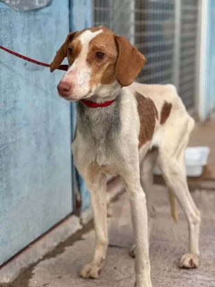 Adoption Petunia