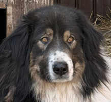 Adopter  chien : Roye