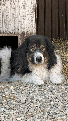 Adopter Roye