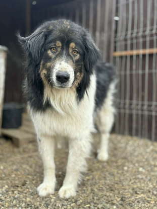 Adopter Roye