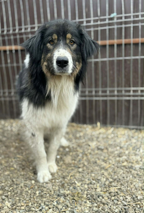 Adoption Roye