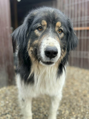 Adoption Roye