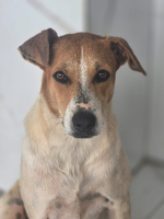 Adopter  chien : Malaya