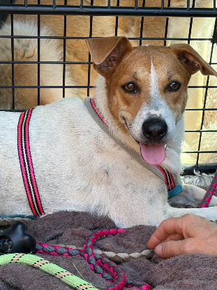 Adopter Malaya
