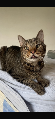 Adopter Joyeux