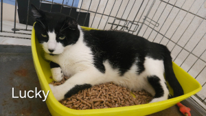 Adopter  chat : Lucky