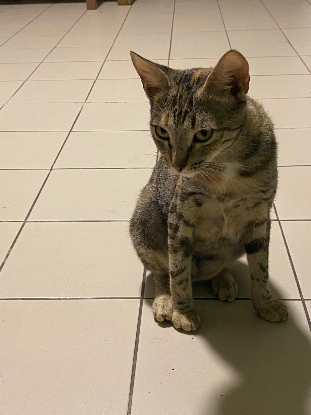 Adopter Babybelle