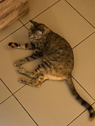 Adopter Babybelle