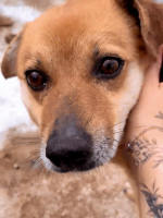 Adopter  chien : Max