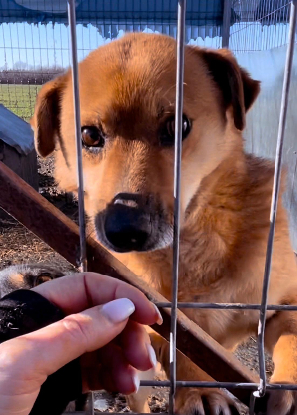 Adopter Max