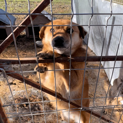 Adopter Max