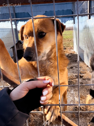 Adoption Max