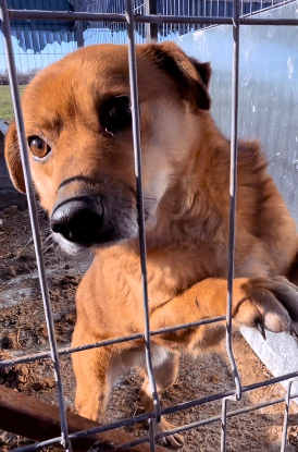 Adoption Max
