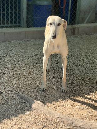 Adopter Tigrillo