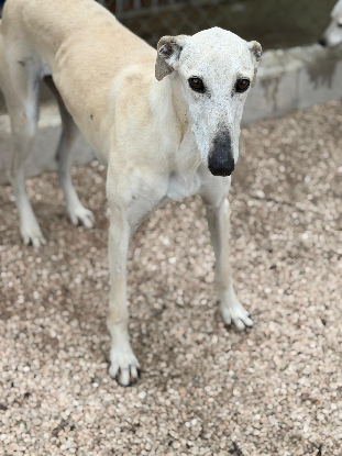 Adopter Tigrillo