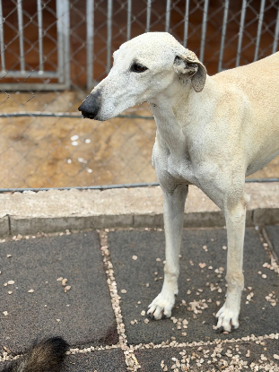 Adopter Tigrillo