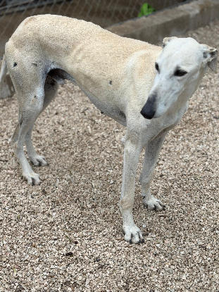 Adoption Tigrillo