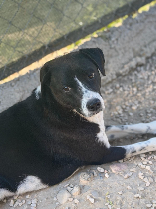 Adopter Benito