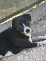 Adopter  chien : Benito