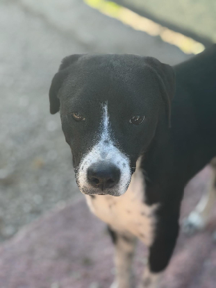Adopter Benito