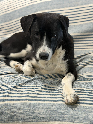 Adopter Benito
