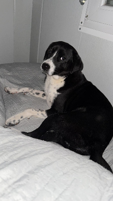 Adoption Benito