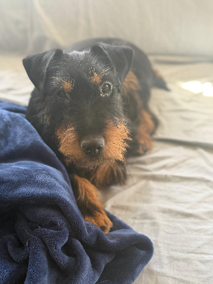 Adopter Valeria