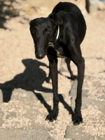 Adopter  chien : Marquesa