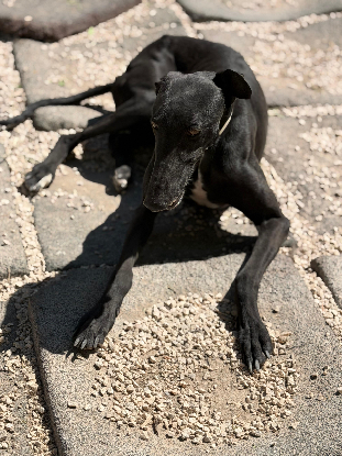 Adopter Marquesa
