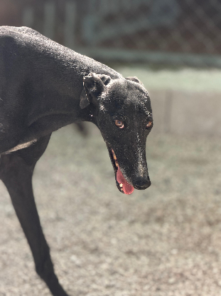 Adopter Marquesa
