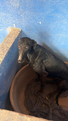 Adoption Marquesa