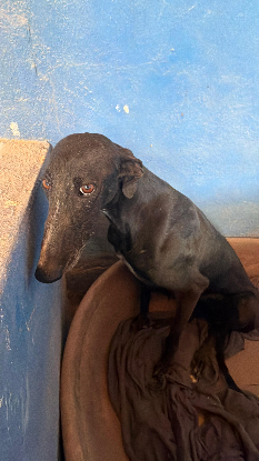 Adoption Marquesa
