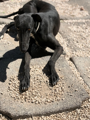 Adopter Cacahuete