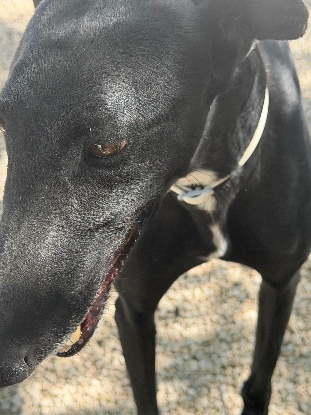 Adopter Cacahuete