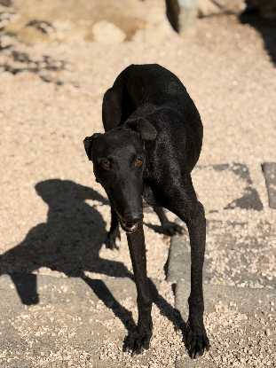 Adoption Cacahuete