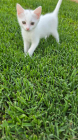 Adopter  chat : Rayo