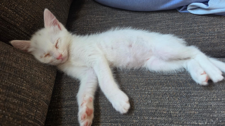 Adopter Rayo