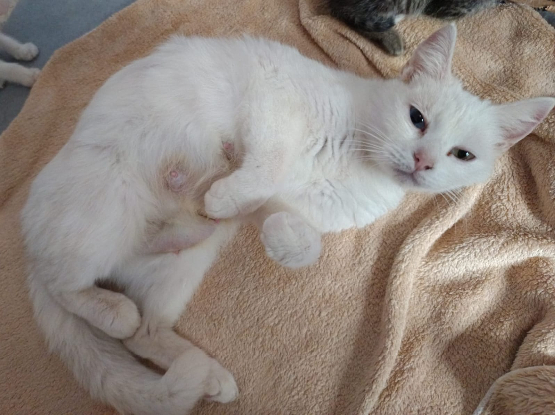 Adoption Rayo