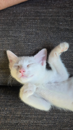 Adoption Lina