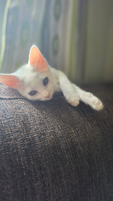 Adoption Lina