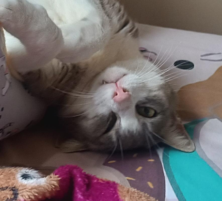 Adopter Greta