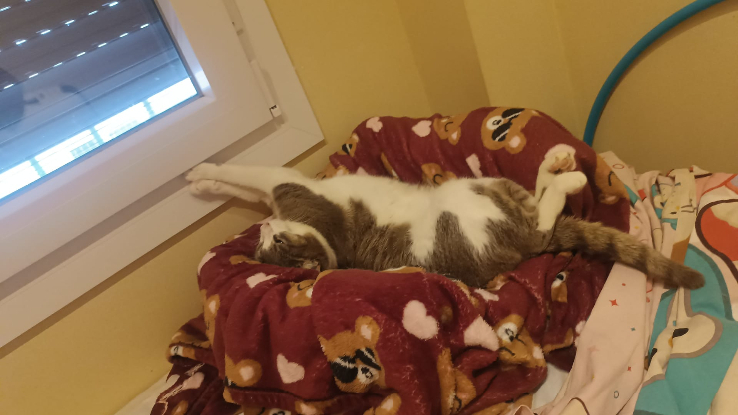 Adopter Greta